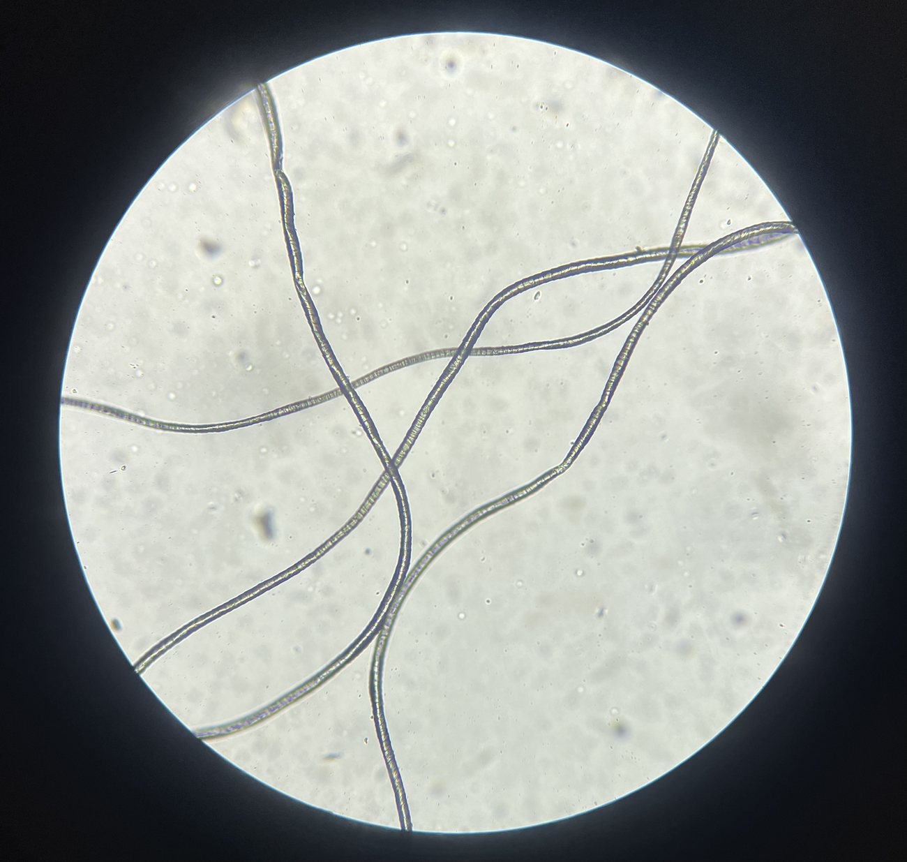 Fiber sample under the microscope during material research
